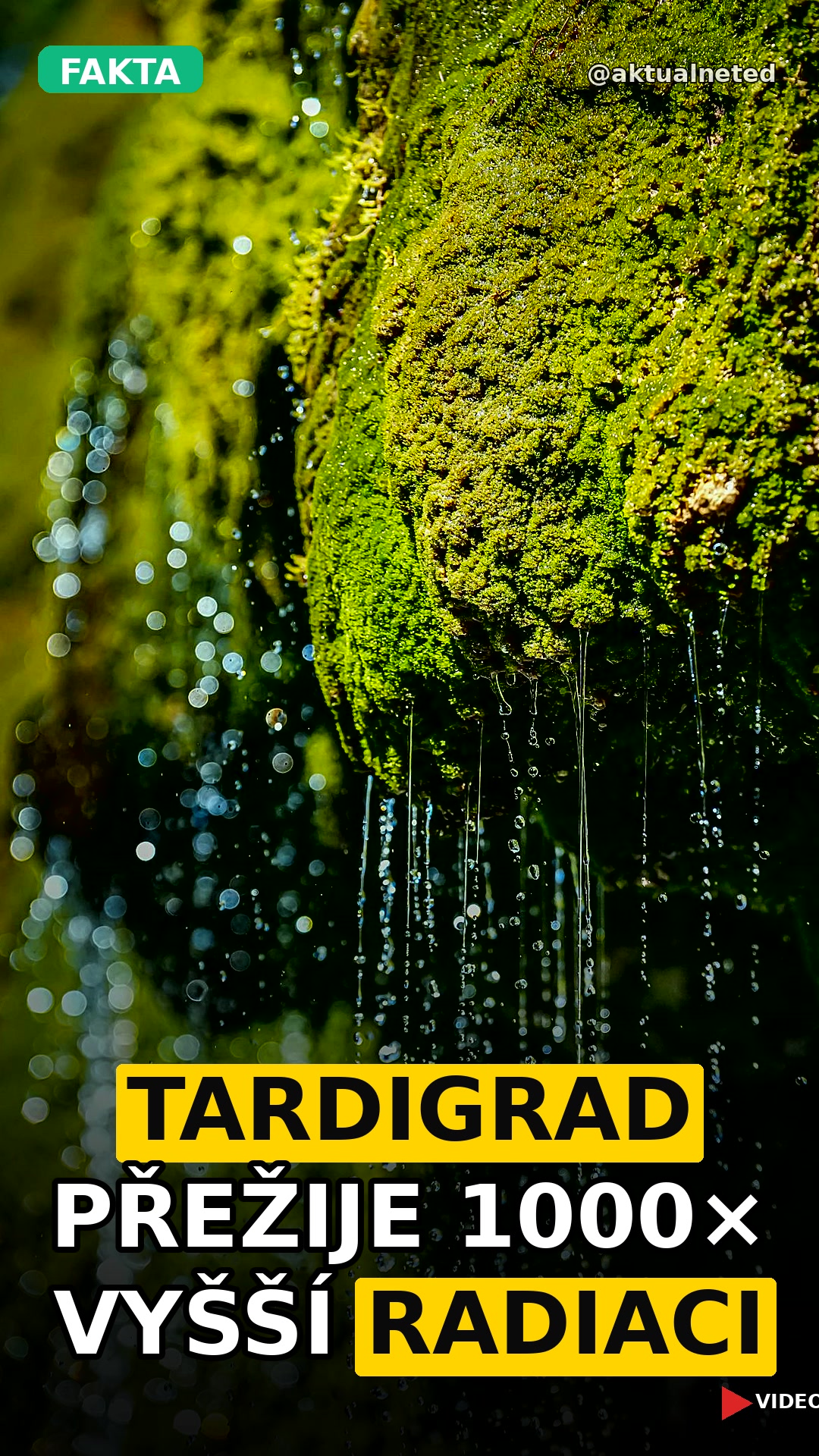 TARDIGRAD PŘEŽIJE 1000× VYŠŠÍ RADIACI