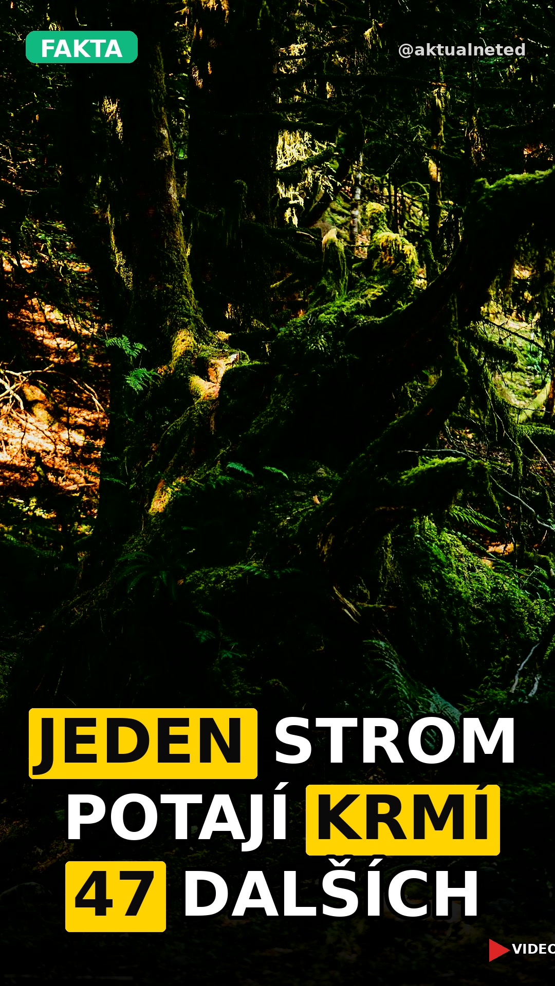 JEDEN STROM POTAJÍ KRMÍ 47 DALŠÍCH