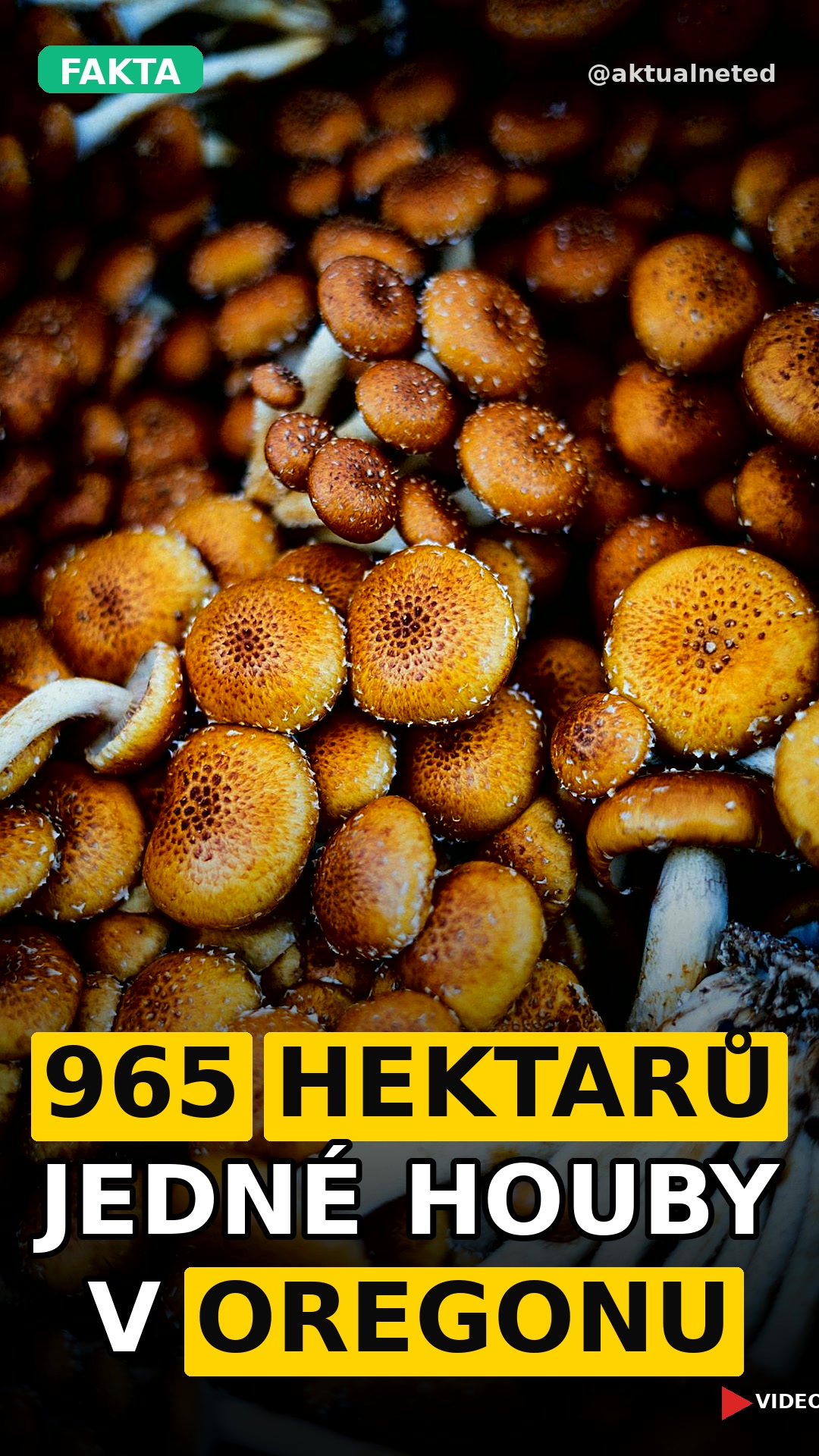 965 HEKTARŮ JEDNÉ HOUBY V OREGONU