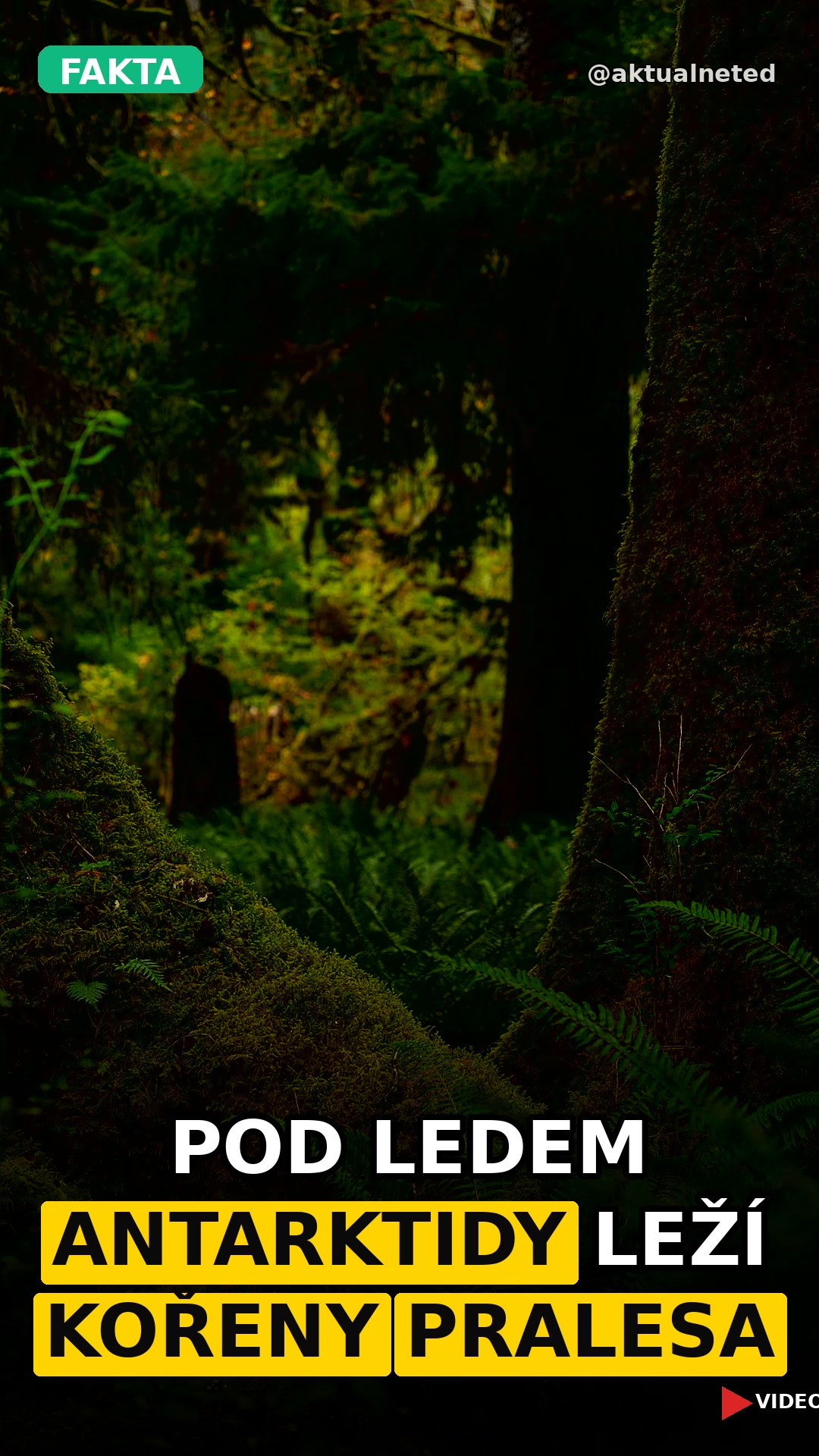 POD LEDEM ANTARKTIDY LEŽÍ KOŘENY PRALESA